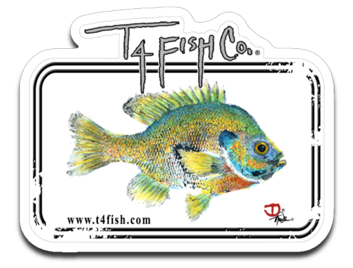 Bluegill Sticker